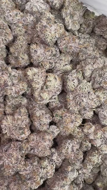 CA-Farms 1lb Indoor THCA Flower 30%+ / Jungle Gelato